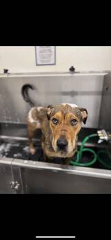 Rescue Shepherd and Mastiff Dogs for Adoption in Clinton, Washington - Chibi | PetCurious