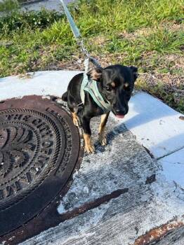 Miniature Pinscher Dogs Available for Adoption in Doral, Florida - NICKY | PetCurious