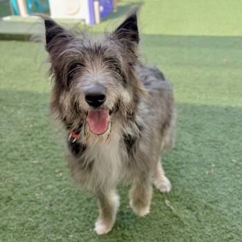 Dixie -  Australian Shepherd and Collie Dog for Adoption in Fullerton, Pennsylvania - Dixie | PetCurious