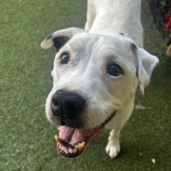 Maverick -  Mixed Breed Dog for Adoption in Asheville, North Carolina - Maverick | PetCurious