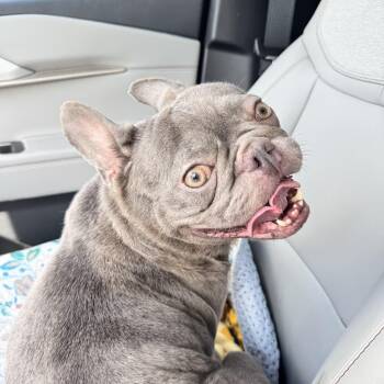 Sugar 8156 -  French Bulldog Dog for Adoption in Boca Raton, Florida - Sugar 8156 | PetCurious