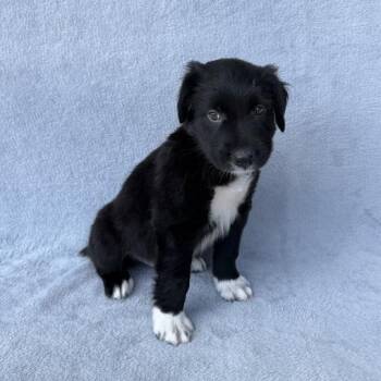 Talking Tom -  Labrador Retriever and Mixed Breed Dog for Adoption in Carencro, Louisiana - Talking Tom | PetCurious