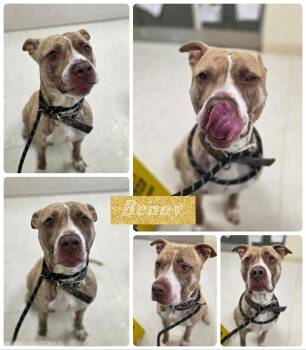 Rescue American Staffordshire Terrier Dogs for Adoption in Binghamton, New York - Benny | PetCurious