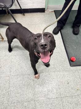 Rescue Pit Bull Terrier Dogs for Adoption in Passaic, New Jersey - Blaze | PetCurious