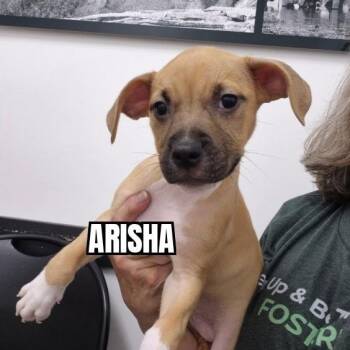 Arisha -  Pit Bull Terrier Dog for Adoption in Olympia, Washington - Arisha | PetCurious