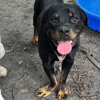 Tim Curry -  Rottweiler Dog for Adoption in Summerville, South Carolina - Tim Curry | PetCurious