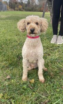 Poodle Dogs Available for Adoption - Waffles | PetCurious