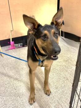 German Shepherd Dog Dogs Available for Adoption - Roree | PetCurious