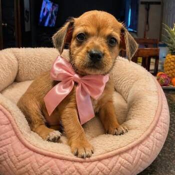 Shih Tzu and Dachshund Dogs Available for Adoption in Crosby, Texas - Clementine | PetCurious