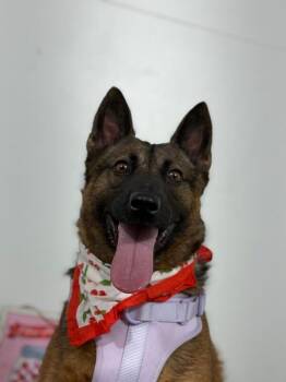 Buffy-One of our Amazing Rescue Dogs -  Belgian Shepherd Malinois and Mixed Breed Dog for Adoption in Carlsbad, California - Buffy-One Of Our Amazing Rescue Dogs | PetCurious