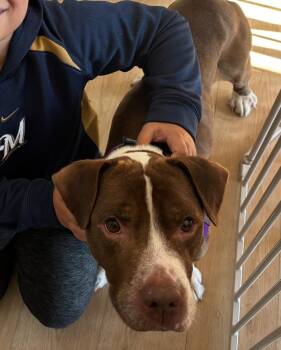 Pit Bull Terrier Dogs Available for Adoption in Crete, Illinois - Bluebeard | PetCurious