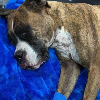 IVHS-Stray-140779 -  Boxer Dog for Adoption in San Gabriel, California - IVHS-Stray-140779 | PetCurious