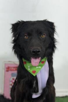 Pawtrick Stewart-One of our Amazing Rescue Dogs -  Flat Coated Retriever and Mixed Breed Dog for Adoption in Carlsbad, California - Pawtrick Stewart-One Of Our Amazing Rescue Dogs | PetCurious