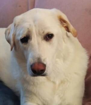 Nola -  Labrador Retriever Dog for Adoption in Dallas, Texas - Nola | PetCurious