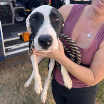 Bow Wow -  Whippet and Italian Greyhound Dog for Adoption in Austin, Texas - Bow Wow | PetCurious