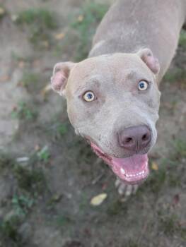 Rescue Pit Bull Terrier Dogs for Adoption in Dover, Arkansas - Orlando | PetCurious