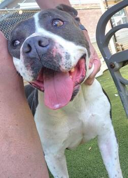 Pit Bull Terrier Dogs Available for Adoption - Walter | PetCurious