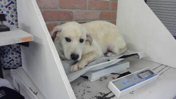 Labrador Retriever and Mixed Breed Dogs Available for Adoption in Houston, Texas - HIAM | PetCurious