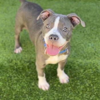 Pit Bull Terrier Dogs Available for Adoption in Los Angeles, California - Bell A2258487 | PetCurious