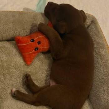 Hershey -  Pit Bull Terrier and Mixed Breed Dog for Adoption in Dover, Arkansas - Hershey | PetCurious