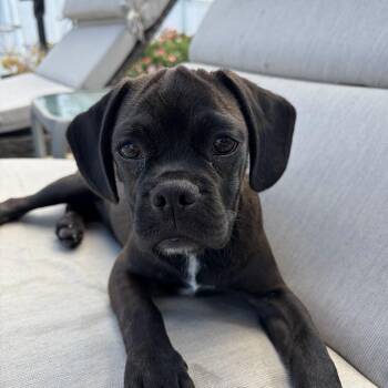 Junie -  Pug and Beagle Dog for Adoption in Raleigh, North Carolina - Junie | PetCurious