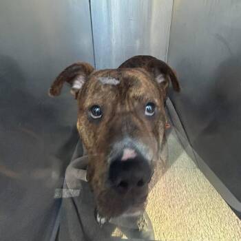 Pit Bull Terrier Dogs Available for Adoption - Drumstick | PetCurious