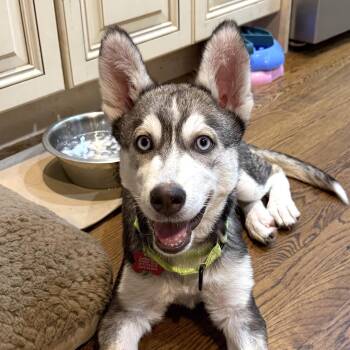 Balto -  Siberian Husky Dog for Adoption - Balto | PetCurious