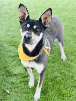 FLASH -  Shar Pei and Siberian Husky Dog for Adoption in Chula Vista, California - FLASH | PetCurious