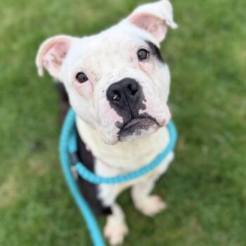 Terrier Dogs Available for Adoption in North Syracuse, New York - JJ | PetCurious