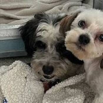 Rescue Mixed Breed Dogs for Adoption in Northbrook, Illinois - Gerry | PetCurious