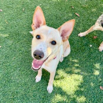 Sally -  Cattle Dog Dog for Adoption in Agoura Hills, California - Sally | PetCurious