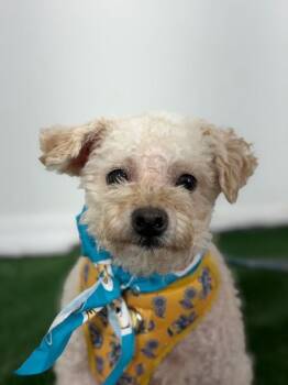 Poodle and Maltipoo Dogs Available for Adoption in Carlsbad, California - Masya-One Of Our Amazing Rescue Dogs | PetCurious