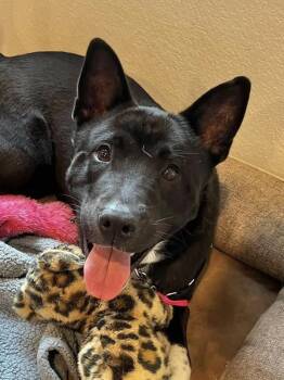 Chow Chow and Siberian Husky Dogs Available for Adoption - Cornelia | PetCurious