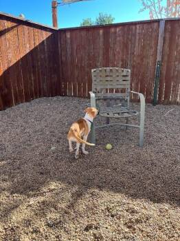 Cortado -  Mixed Breed Dog for Adoption in Fort Collins, Colorado - Cortado | PetCurious
