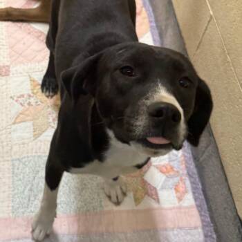 Baby Girl -  Mixed Breed Dog for Adoption in Cedaredge, Colorado - Baby Girl | PetCurious