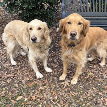 Golden Retriever Dogs Available for Adoption in Franklin, Tennessee - Starling And Tabitha | PetCurious
