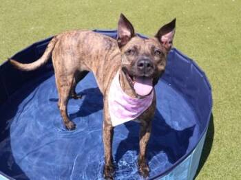 Terra -  Mixed Breed Dog for Adoption in Athens, Georgia - Terra | PetCurious