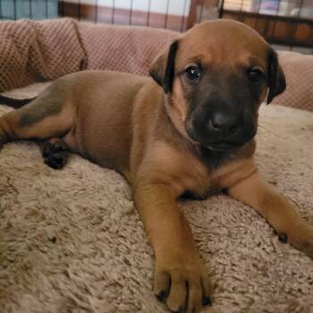 Brenda Lee -  Labrador Retriever and Mixed Breed Dog for Adoption in Austin, Texas - Brenda Lee | PetCurious