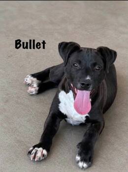 Bullet -  Pit Bull Terrier Dog for Adoption in Senatobia, Mississippi - Bullet | PetCurious