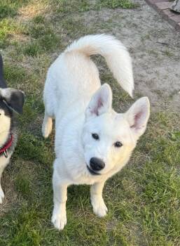 Zig -  Husky Dog Available for Adoption in Yorktown, Virginia - Zig | PetCurious