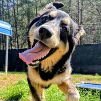 Cappucino (Cappi) -  German Shepherd Dog and Mixed Breed Dog for Adoption in Atlanta, Georgia - Cappucino (Cappi) | PetCurious