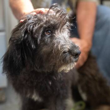 Gracie -  Great Pyrenees and Poodle Dog for Adoption in Pawling, New York - Gracie | PetCurious