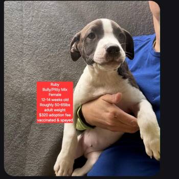 Ruby -  American Bully and Pit Bull Terrier Dog for Adoption in Oviedo, Florida - Ruby | PetCurious