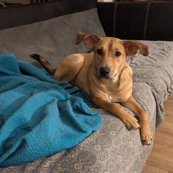 Labrador Retriever and Doberman Pinscher Dogs Available for Adoption - Penny | PetCurious