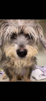 Adam King -  Yorkshire Terrier and Mixed Breed Dog for Adoption in Broken Arrow, Oklahoma - Adam King | PetCurious