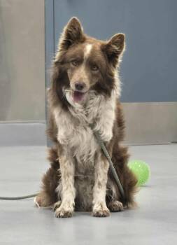 Rescue Border Collie Dogs for Adoption in Silver Springs, Nevada - Koda | PetCurious