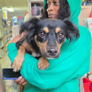 Chihuahua and Papillon Dogs Available for Adoption in Hinesville, Georgia - Sasha | PetCurious