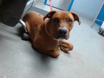 Rescue Rhodesian Ridgeback and Mixed Breed Dogs for Adoption in Albuquerque, New Mexico - BOBBY | PetCurious