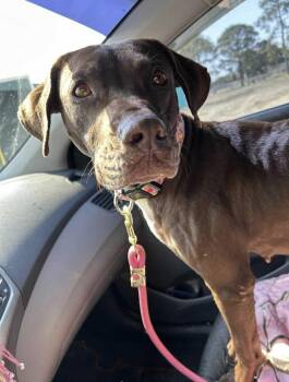 Rescue Chocolate Labrador Retriever Dogs for Adoption in Rayne, Louisiana - Vivenne | PetCurious