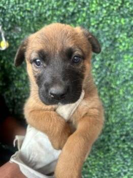 Shepherd and Mixed Breed Dogs Available for Adoption - 60783652 | PetCurious